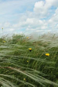 Field with feather Stock Photos