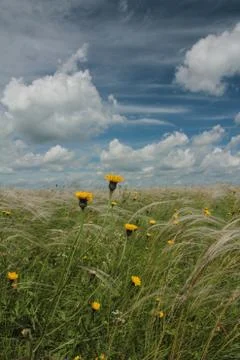 Field with feather Stock Photos