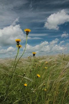Field with feather Stock Photos