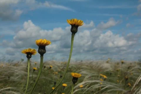 Field with feather Stock Photos