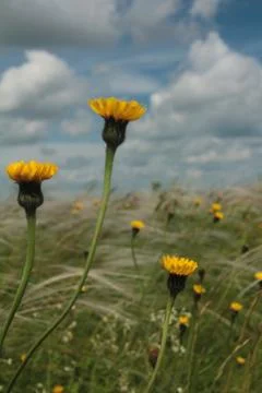 Field with feather Stock Photos