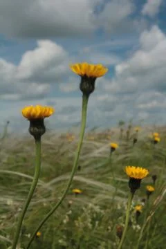 Field with feather Stock Photos