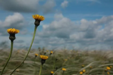 Field with feather Stock Photos