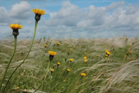 Field with feather Stock Photos