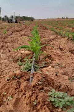 A field featuring rows of young corn plants being irrigated 스톡 사진