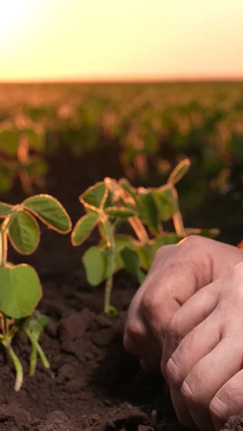 Field fertilization program, sunset over fields, compost benefits crops, field Stock Footage 282889824