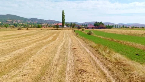 A field with a few. Stock Footage 284677169