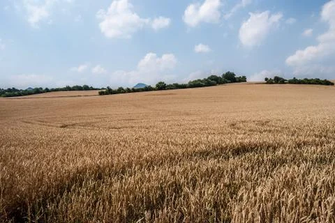 Field with few groups of small trees and isolated hills on the background Stock Photos
