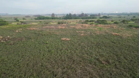 A field with a few trees in the background Stock Footage 325831314