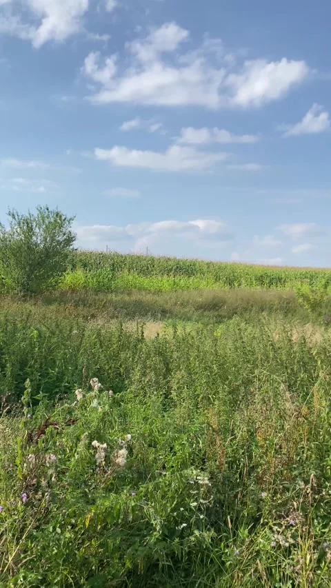Field: field plants around, corn bushes. Vertical video Stock Footage 282201036