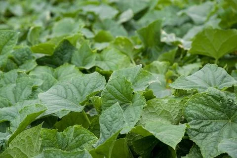 Field filled with green leaf vegetables growing as groundcover Stock Photos