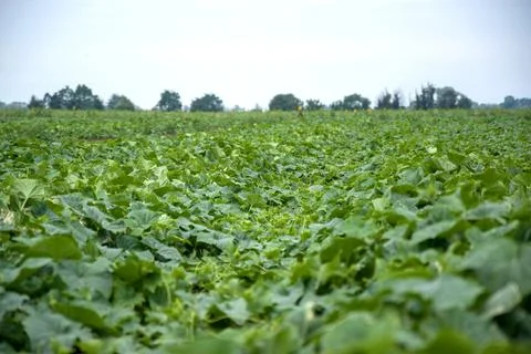 Field filled with green leaf vegetables growing as groundcover Stock Photos