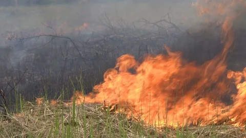 Field Fire Burning Stock Footage 78103663