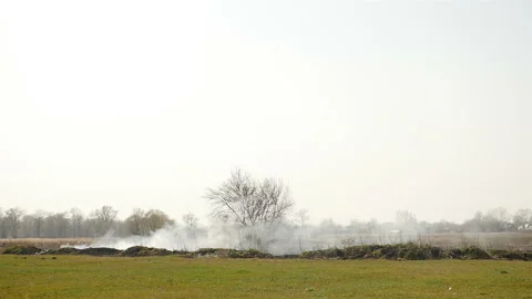 The field is on fire. Burning grass. Ecological catastrophy Stock Footage 135448486