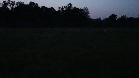 Field of Fireflies at night Stock Footage 156933594