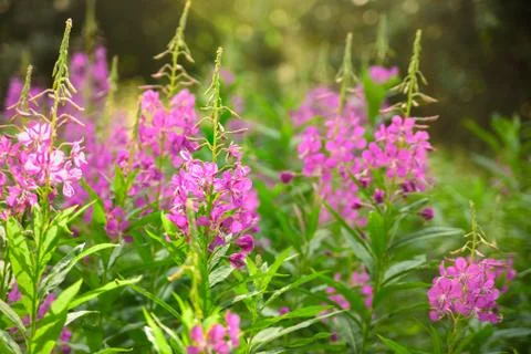 Field of fireweed in bloom Stock Photos