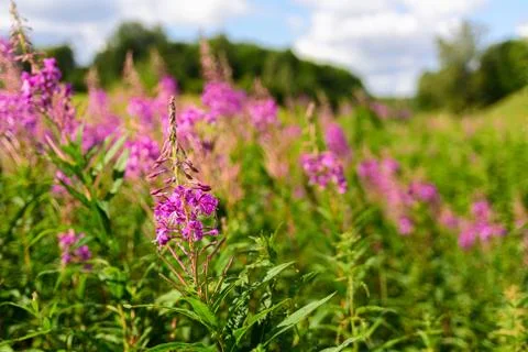 Field of fireweed in bloom Stock Photos