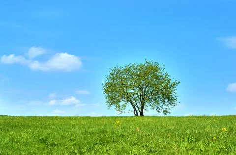 Field is flat flat horizon on which lone beautiful tall oak tree grows, summe Stock Photos