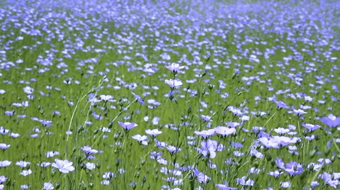 Field of flax blooming. Stock Footage 51678034