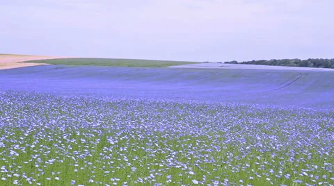 Field of flax blooming. Stock Footage 51690327