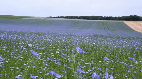 Field of flax blooming. Stock Footage 51690800