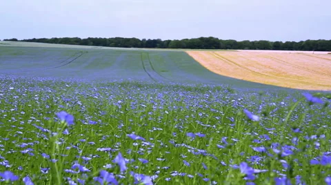Field of flax blooming. Stock Footage 51751182