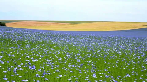 Field of flax blooming. Stock Footage 51751504