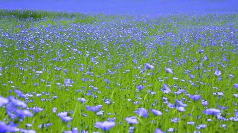 Field of flax blooming. Stock Footage 51809497