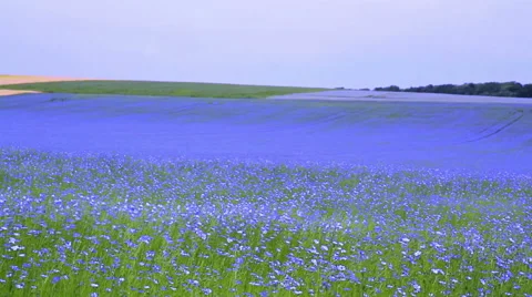 Field of flax blooming. Stock Footage 51814089