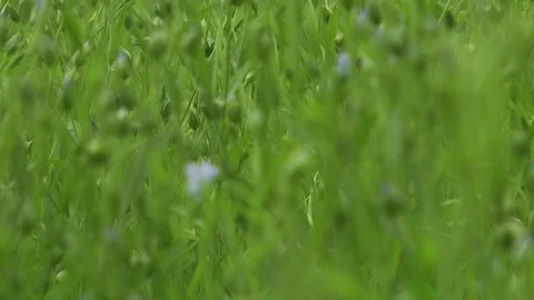 Field of flax blooming Stock Footage 73821616