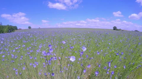 Field of flax blooming. Stock Footage 91326852