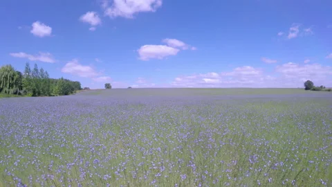 Field of flax blooming. Video stock 91332202