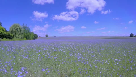 Field of flax blooming. Video stock 91347530