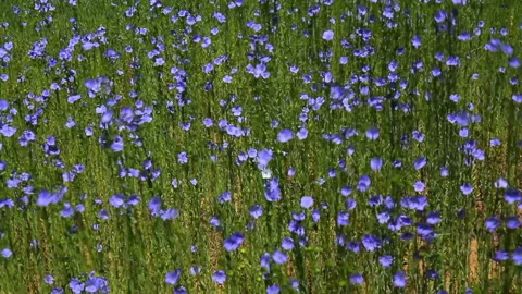 Field of flax blooming. Stock Footage 94230704