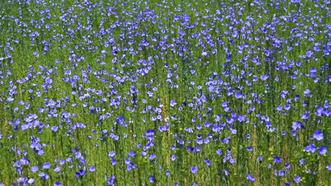 Field of flax blooming. Video stock 94231345