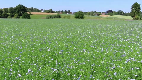 Field of flax blooming. Stock Footage 150215296