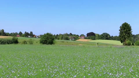 Field of flax blooming. Stock Footage 150215710