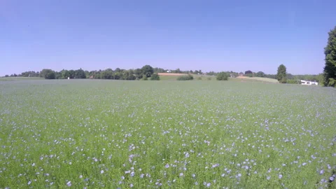 Field of flax blooming. Stock Footage 150218201