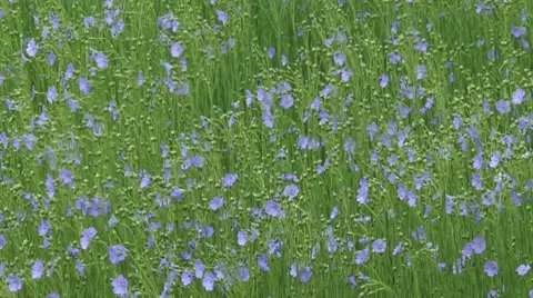 Field of flax blooming - full screen Stock Footage 51752867