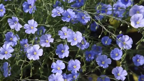 Field flax blue flowers in the wind Stock Footage 197141789