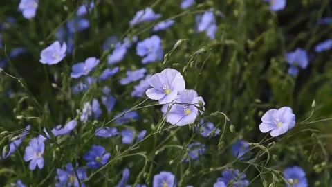 Field flax blue flowers in the wind Stock Footage 197141795