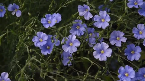 Field flax blue flowers in the wind Stock Footage 197141797