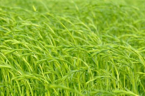 Field of flax Stock Photos