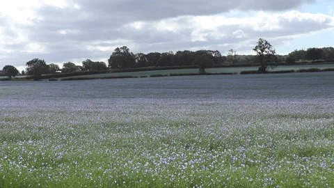 Field of flax seed blowing Video stock 134398366