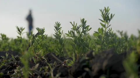 A field with flax seedlings Stock Footage 243812848