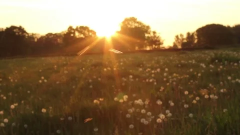 Field flies in the sunset Stock-Footage 72398086
