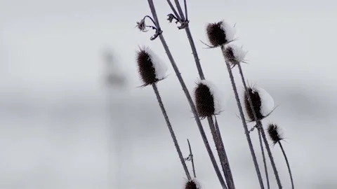 Field Flora Covered by Snow Ice Winter Time 스톡 동영상 146789396