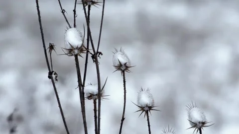 Field Flora Covered by Snow Ice Winter Time Vidéo 146789609