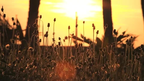 Field of flora with at sunset background Stock Footage 133067016