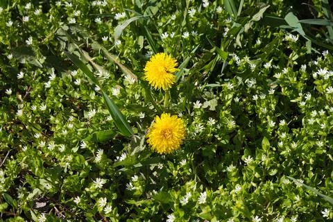 Field florets in a high grass Stock Photos